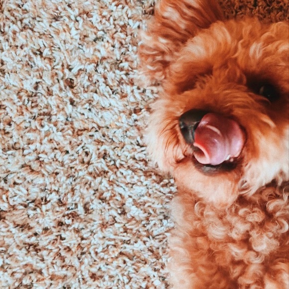 Meet your Posher, Jennifer - Picture 2 of 2